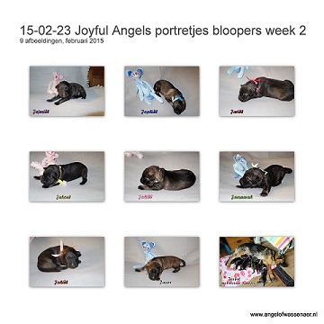 Portretjes en de bloopers van onze Jolly pups, net 1 week oud